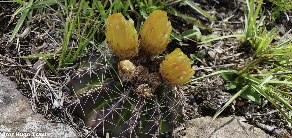 cactos 2