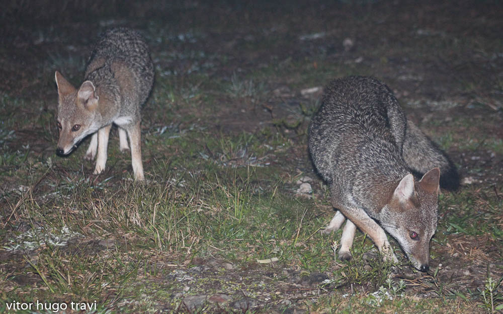 Casal de graxaim do campo em visita aqui na Borda web