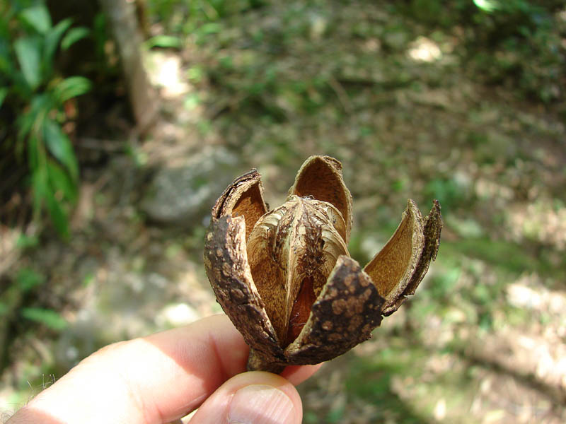 árvores canela4
